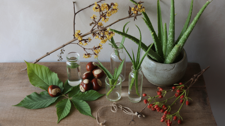 Obat herbal untuk wasir dengan berbagai tanaman herbal alami